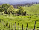 strandzha-dinev