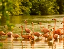 neckerisland-gallery-flamingos-large